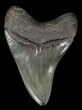 Serrated, Megalodon Tooth - Medway Sound, GA #58475-1